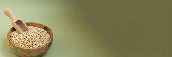 Pearl barley in green background copy space. Whole spelt grain species. High protein fiber-rich vegan plant based food ingredient. Gluten free superfood healthy nutritional dietary alternative food 