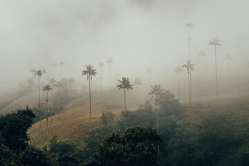 valle del cocora en Salento