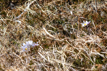 Prairie Crocus