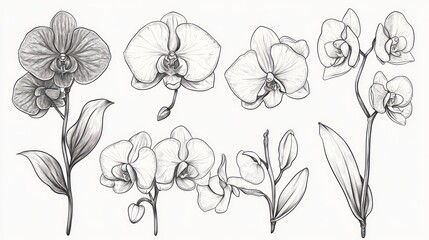 Orchid flower plant drawings for art, illustration, design, and educational use
