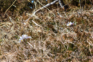 Prairie Crocus