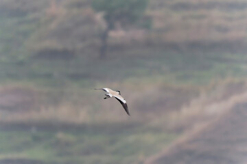 River lapwing in flight