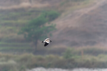 River lapwing in flight