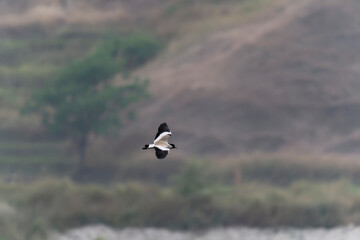 River lapwing in flight