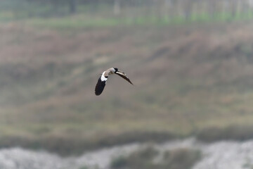 River lapwing in flight
