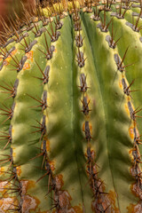 Cactus in the Cactus Garden created by Manrique, on the tourist island of Lanzarote in Spain in October 2024 in Spain
