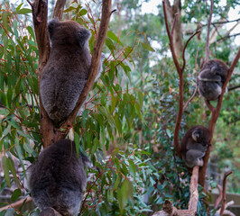 Sleeping Koalas Cuddled in a Gum Tree at an Australian Wildlife Sanctuary