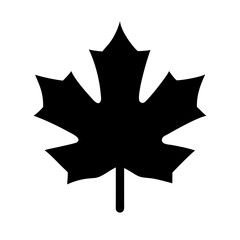 Fototapeta premium Maple Leaf Silhouette Icon Design