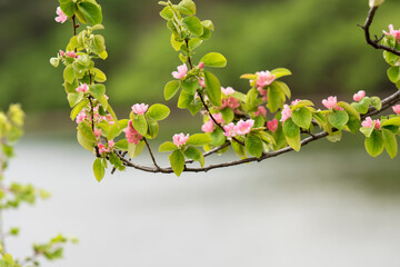 활짝 피어난 모과꽃