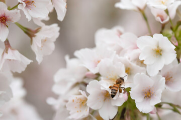 満開のさくらの花で集密するミツバチ