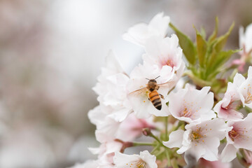 満開のさくらの花で集密するミツバチ