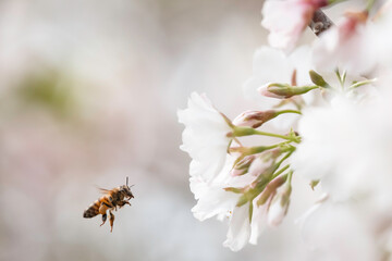 満開のさくらの花で集密するミツバチ
