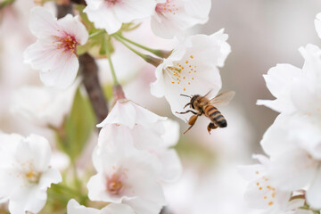 Obraz premium 満開のさくらの花で集密するミツバチ