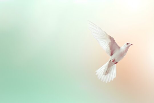 dove of peace