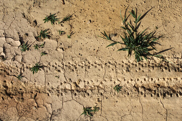 Tyre tire track and small clumps of grass in an arid landscape textured background