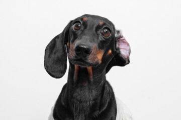 Portrait of an adorable dachshund with a curious expression against a white background, capturing its playful and inquisitive nature.