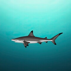 Fototapeta premium great white shark