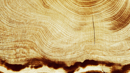 Natural wooden background, close up wood annual rings form. Top view of cross section of juniper...