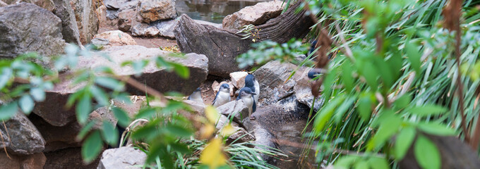 A Group of Little Penguins Nestling Among Rocks in an Australian Wildlife Habitat