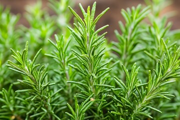 Fototapeta premium Fresh Rosemary Herb Close Up Green Plant