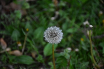 Dandelion Seeds