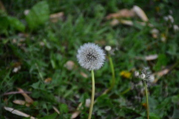 Dandelion Blow Ball