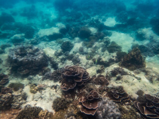Brown reef and fish under myanmar sea