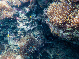 Brown reef and fish under myanmar sea