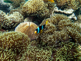 Brown reef and fish under myanmar sea
