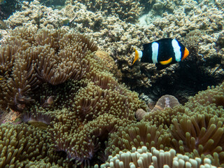 Brown reef and fish under myanmar sea
