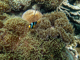 Brown reef and fish under myanmar sea
