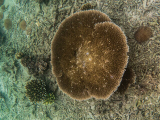 Brown reef and fish under myanmar sea