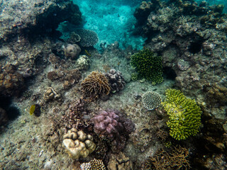 Brown reef and fish under myanmar sea