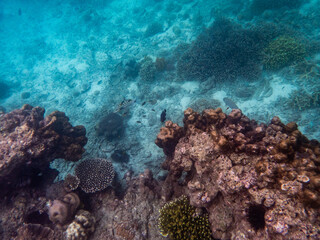 Naklejka na ściany i meble Brown reef and fish under myanmar sea