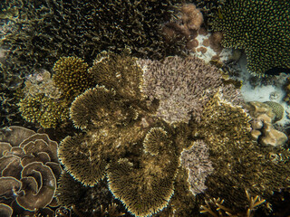Brown reef and fish under myanmar sea