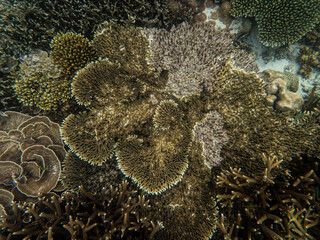 Brown reef and fish under myanmar sea
