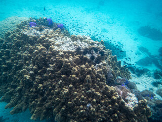 Brown reef and fish under myanmar sea