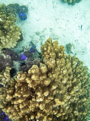 Brown reef and fish under myanmar sea