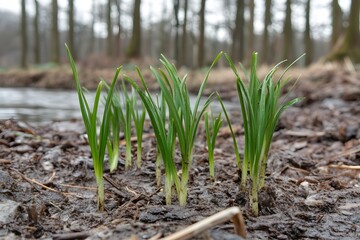 Obraz premium New Spring Growth Plants Emerging from Mud in Forest