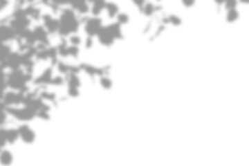 realistic tree branches shadow isolated on transparent