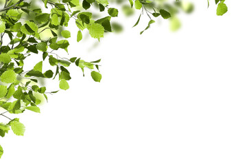 Obraz premium Close up green tropical leaves on white background