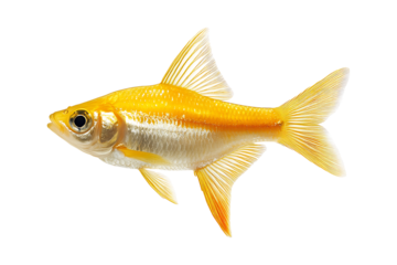 Yellow Fish Barb isolated on transparent background
