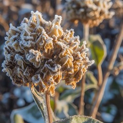 Frost Covered Dried Flower Winter Nature Macro Photography