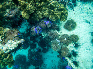 Sea anemone under myanmar sea