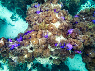 Sea anemone under myanmar sea