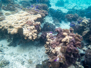 Sea anemone under myanmar sea