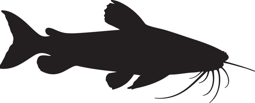Damboa Catfish Silhouette on White Background