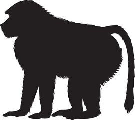 Hamadryas Baboon Silhouette on White Background