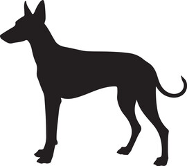 Ibizan Hound Silhouette on White Background