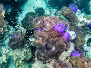 Sea anemone under myanmar sea